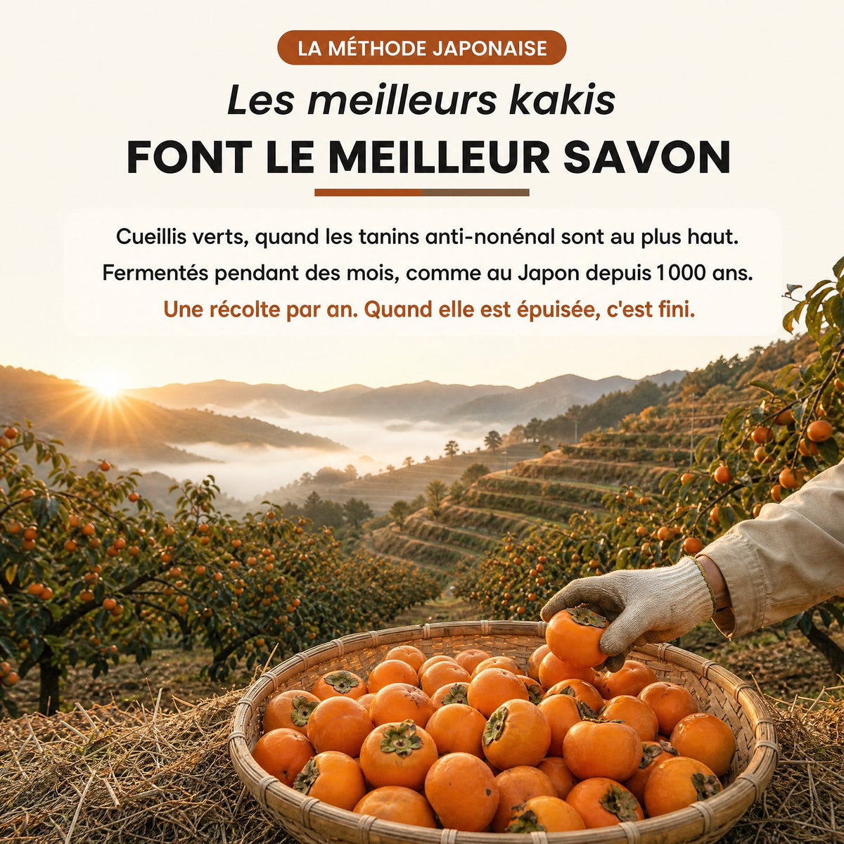 La récolte des kakis